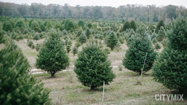 Не только ёлочные базары. Где купить живые ели в Гродно | Citymix.by